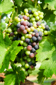 Cluster of Grapes