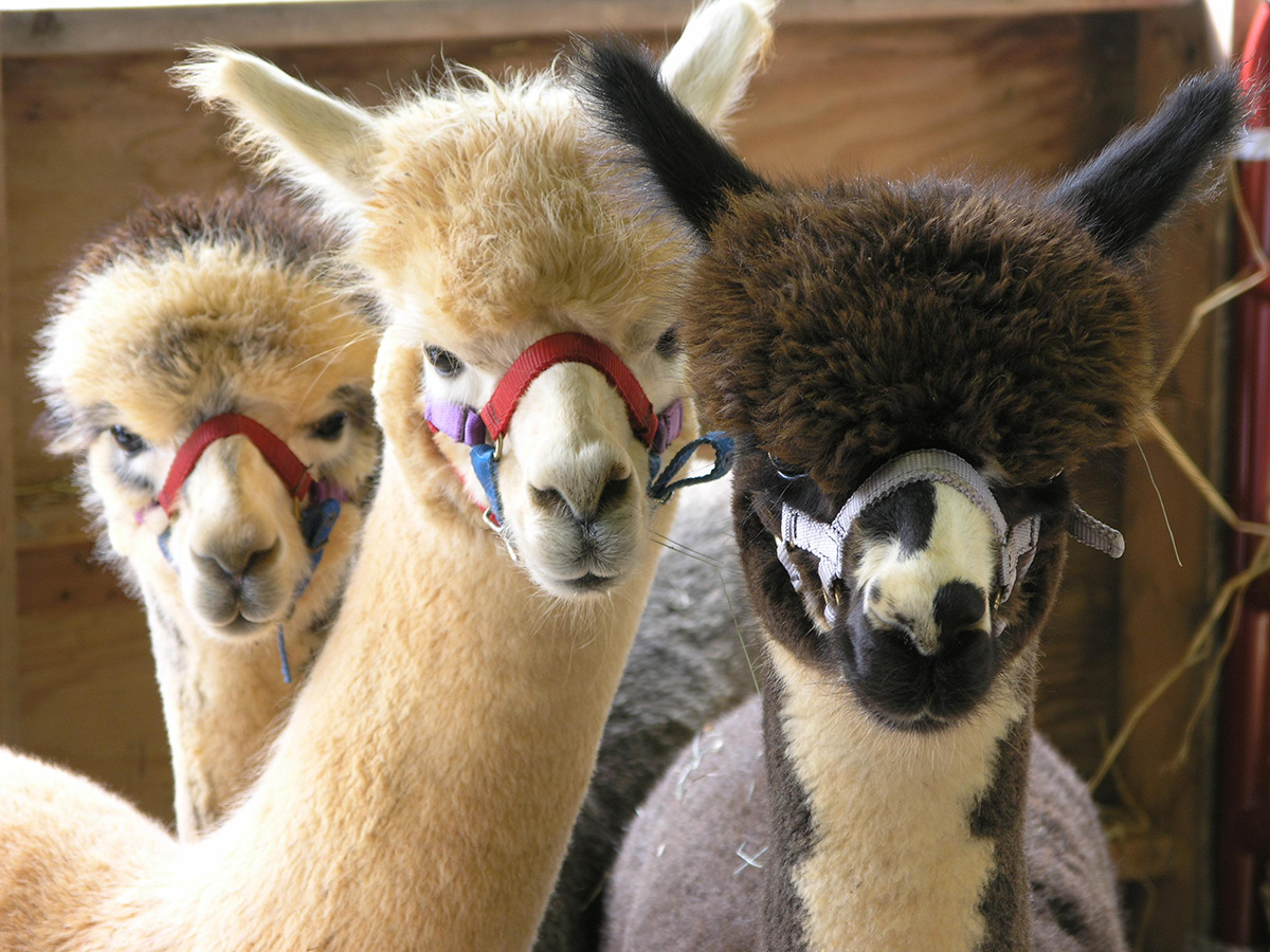 Alpacas all staring at the Camera
