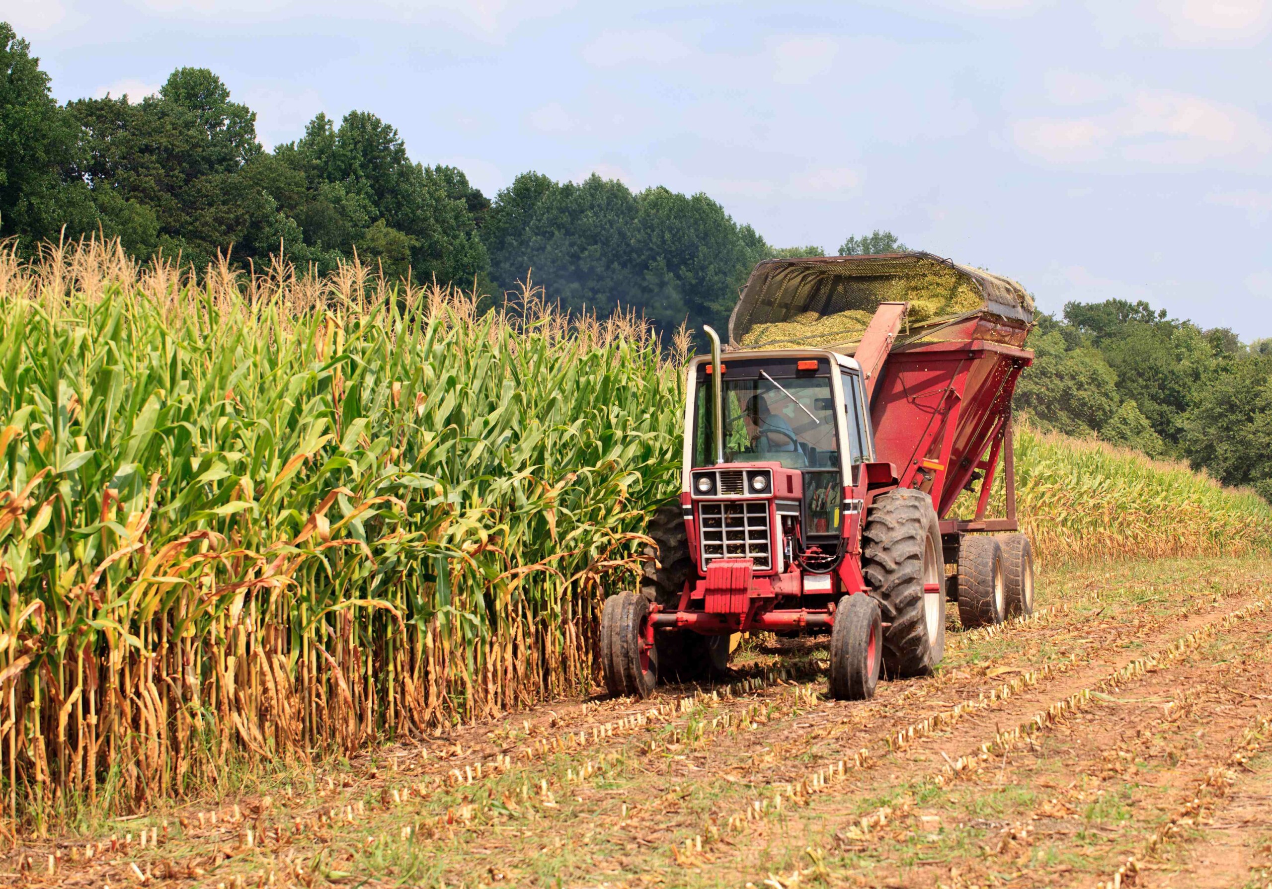 Rows of corn ready for harvest